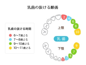 乳歯のお手入れについて
